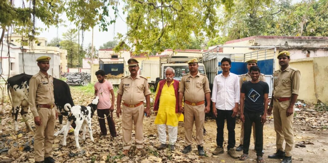 चार तस्कर गिरफ्तार,तीन गोवंश बरामद