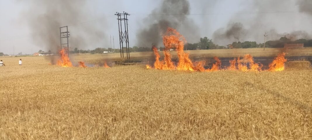 शॉर्ट सर्किट से गेहूं की खड़ी फसल में लगी आग
