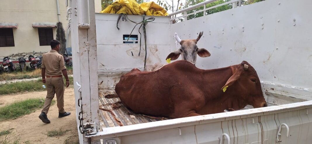 पुलिस ने एक पिकअप से बरामद किया ग्यारह गोवंश